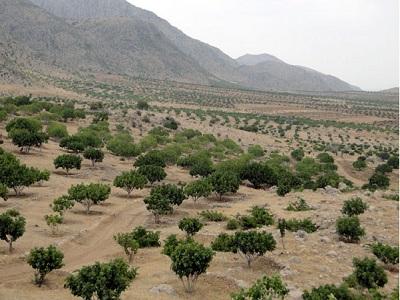 آغاز برداشت انجیر تر در فارس