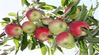 سالانه 35 هزار تن سیب گلاب در اصفهان تولید می‌شود