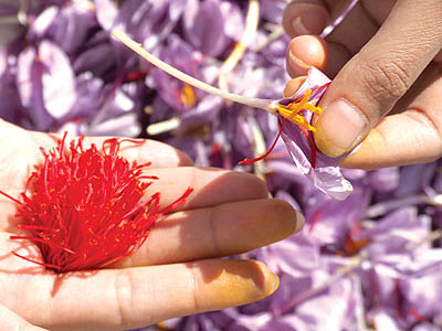 فعالیت 30 کشور دنیا در تولید زعفران
