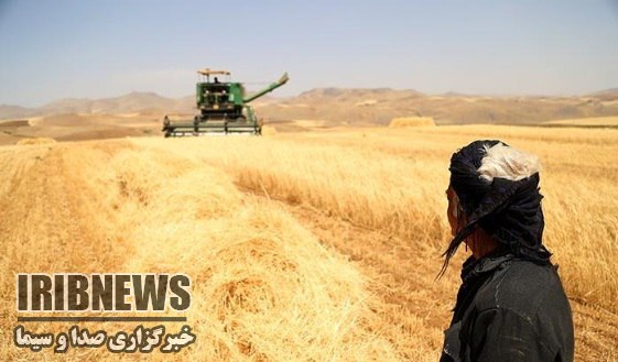 رشد تولید گندم در کردستان