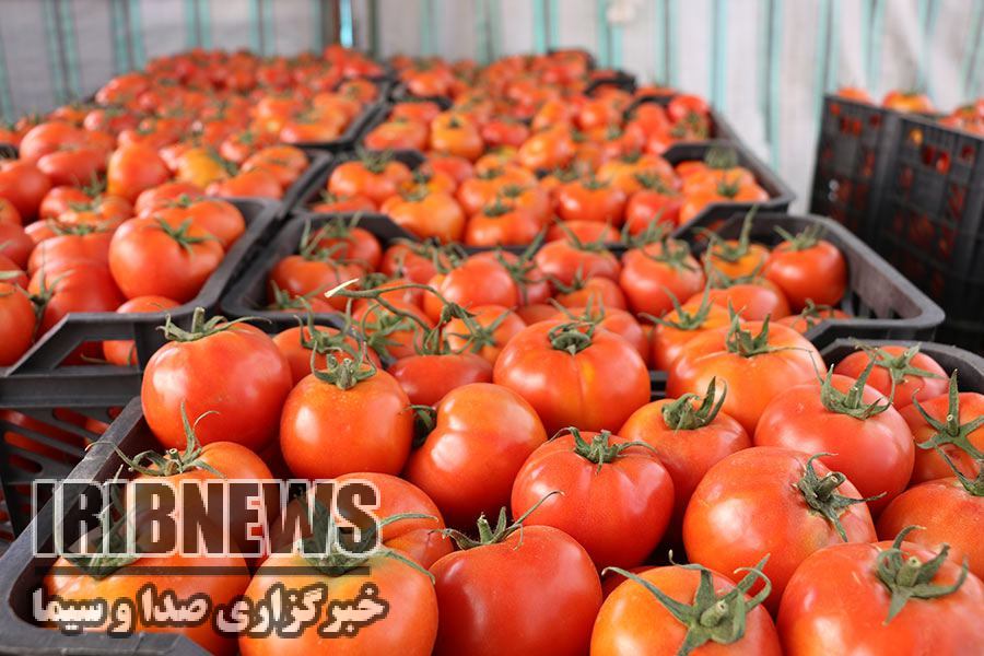 صادرات رب گوجه فرنگی زنجان به کشورهای روسیه و عراق