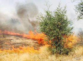 کوه برز فیروز آباد همچنان در آتش