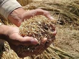 خرید 115 هزار تن گندم در مازندران