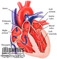 کاهش 30 درصدی مرگ و میر بیماران قلبی