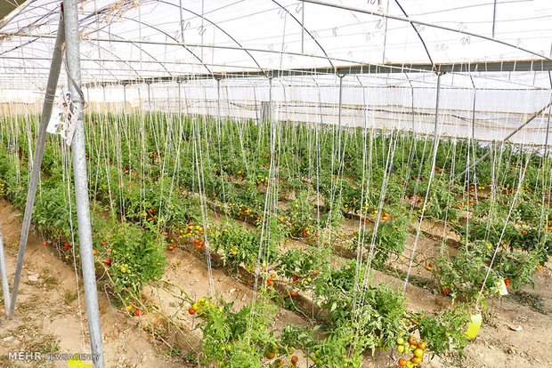 کاهش یک سومی مصرف آب در کشاورزی گلخانه ای