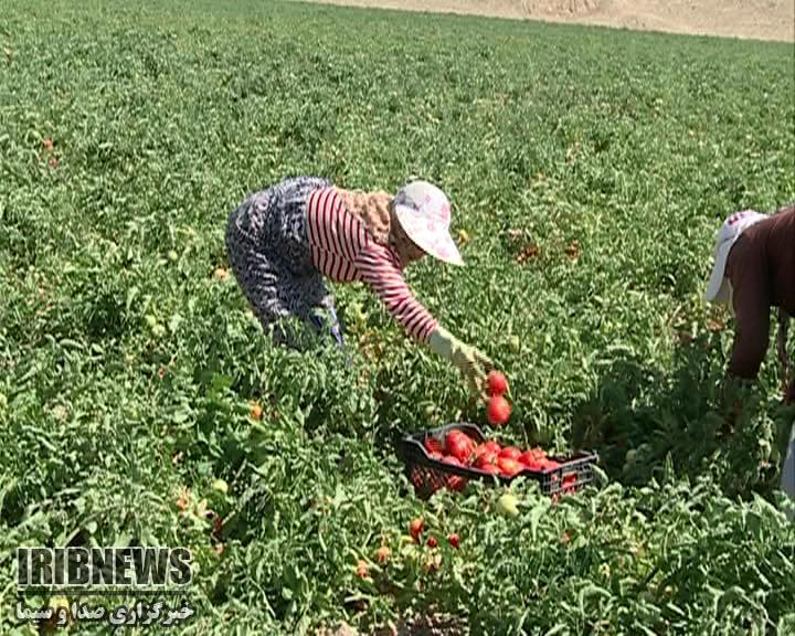 آغاز برداشت گوجه فرنگی