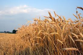 «پیشگام یک» از ارقام مناسب زراعت گندم در کشور است