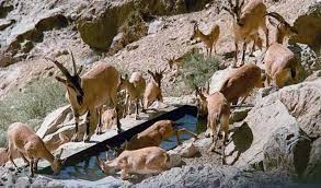 دستگیری 4 شکارچی متخلف در مناطق آزاد جهاد آباد شهرستان گچساران