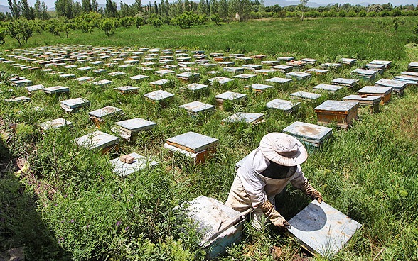 آذربایجان غربی رتبه اول تولید عسل کشور