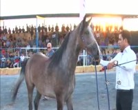 جشنواره زیبای اسب اصیل ایران در میبد یزد