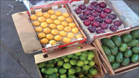 قاچاق میوه تهدید جدی برای باغات کشور است