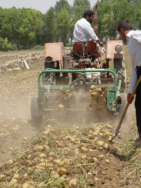 پیش بینی برداشت بیش از 162 هزار تن سیب زمینی از مزارع خراسان رضوی