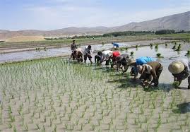 برداشت بیش از 8 هزارتن برنج در خراسان رضوی