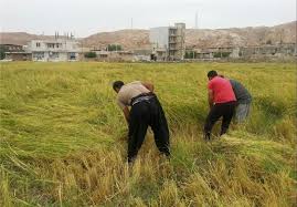 پیش بینی برداشت 31 هزار تن برنج در استان