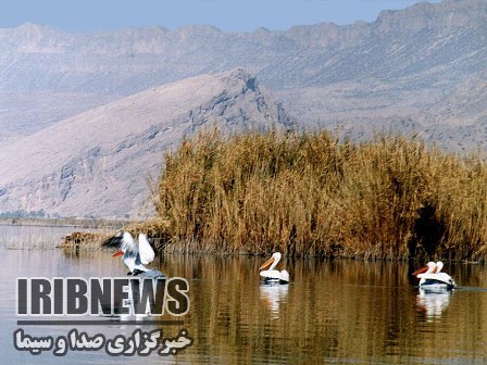 تالاب کانی برازان مهاباد میزبان نخستین دسته از پلیکان های مهاجر