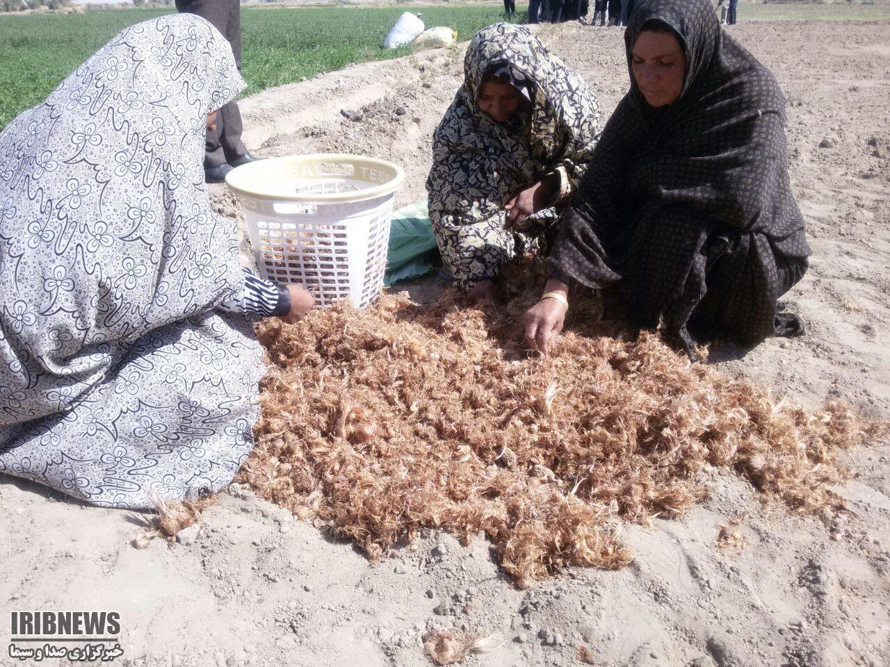 کشت آزمایشی زعفران در شمال سیستان و بلوچستان