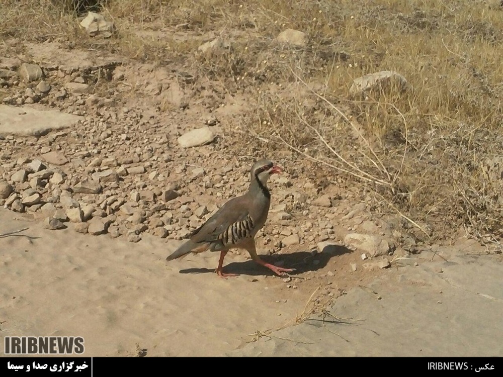 رهاسازی یک قطعه کبک وحشی در شوشتر