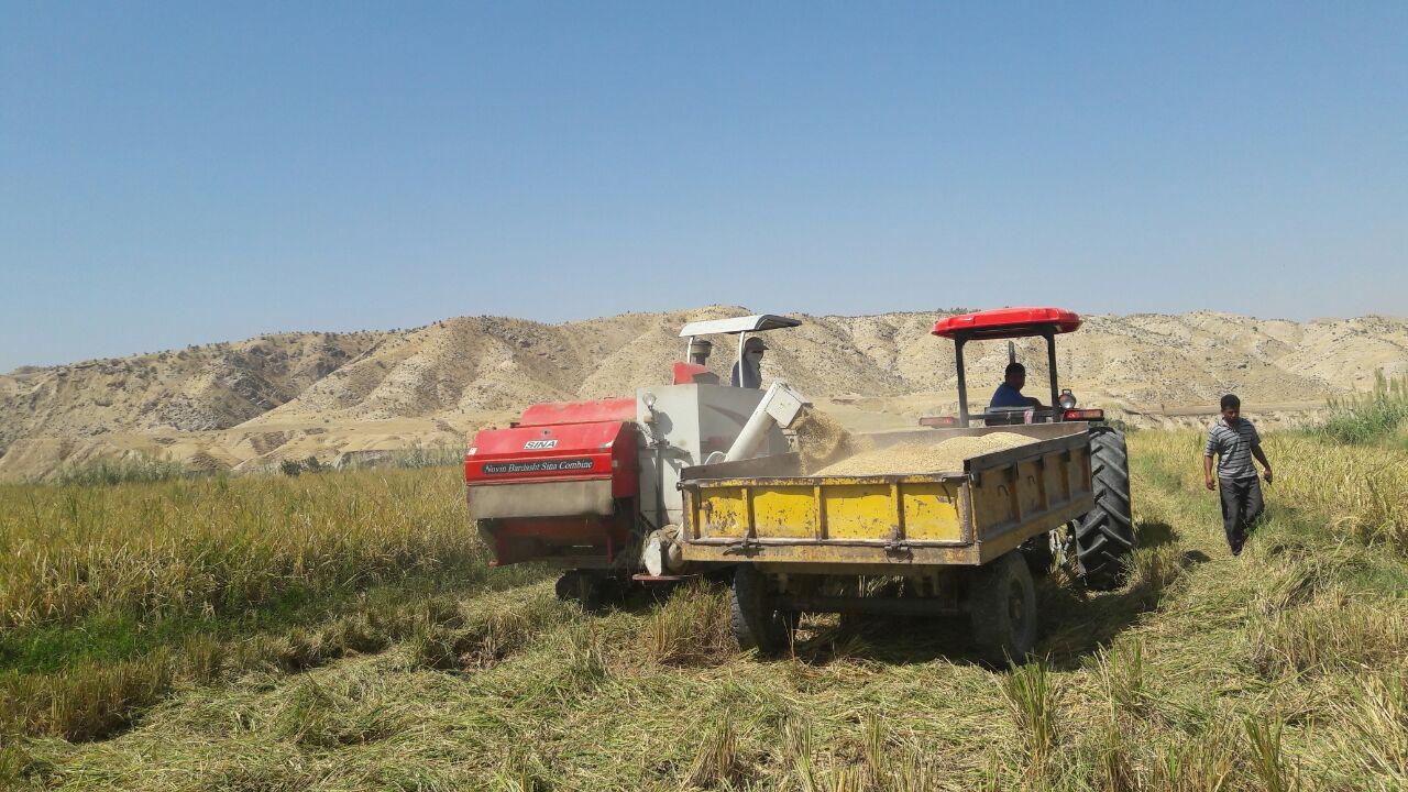 پیش‌بینی تولید بیش از 6 هزار تن برنج در چرام