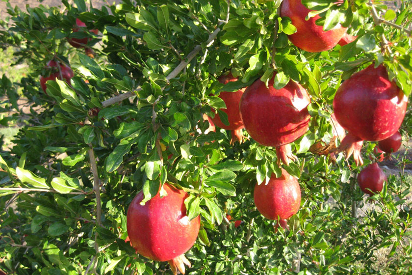 برپایی جشنواره انار و گردشگری در روستای تاریخی فاروق