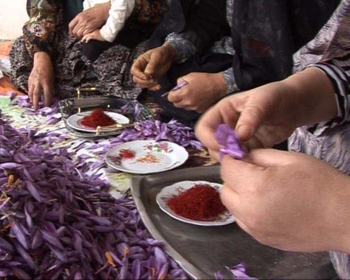 آغاز برداشت زعفران در گلستان