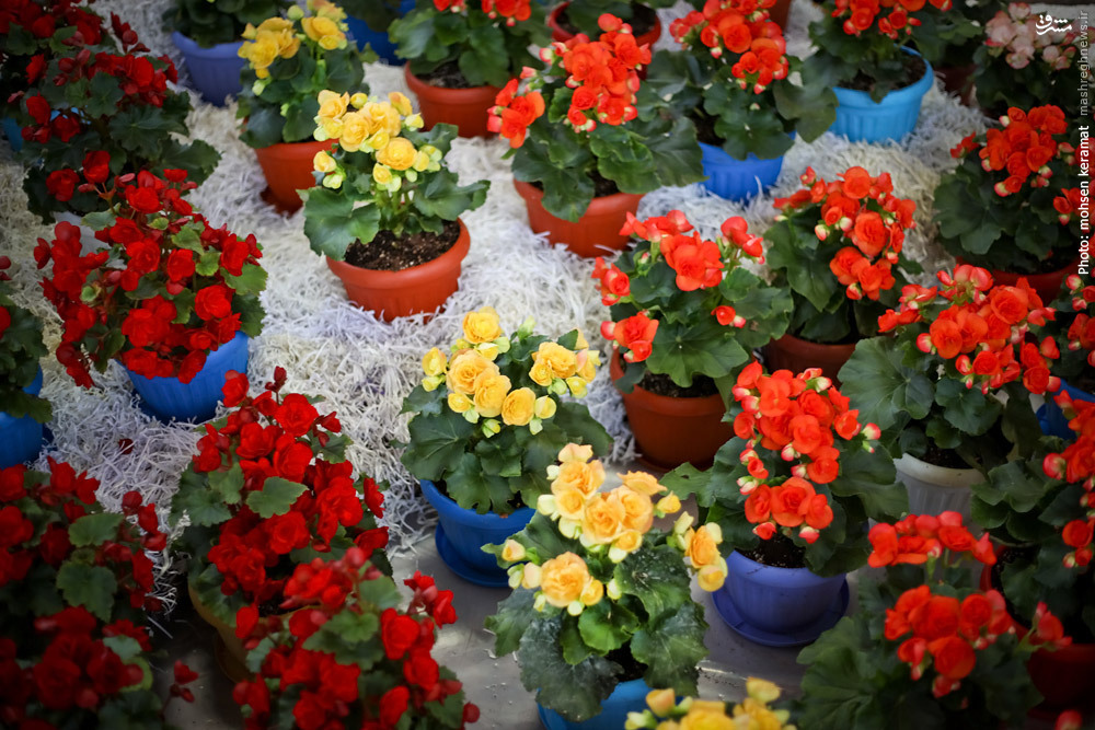 بررسی اقتصادی صنعت گل و گیاهان زینتی در ایران