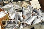 امحاء بیش از یک تن ماهی غیرقابل مصرف در لارستان