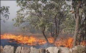 عوامل انسانی علت 99 درصد آتش سوزی هادر باغ های شهریاسوج