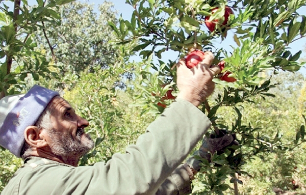 آغاز برداشت انار در شهرستان خلیل آباد