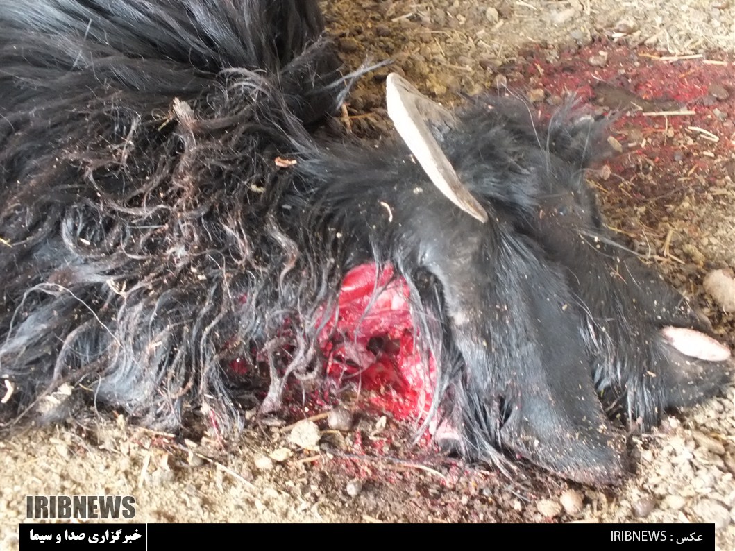 تلف شدن 21 راس بز به علت حمله گرگ در هادیشهر