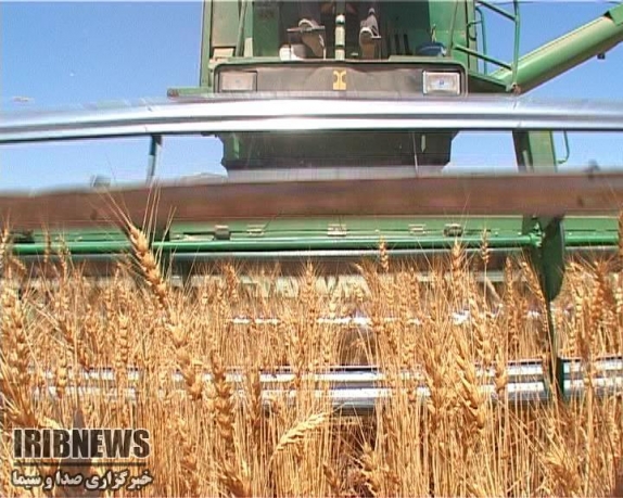 افزایش تولید گندم با بذر اصلاح شده، با وجود کاهش سطح کشت