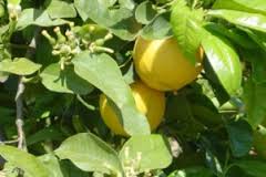 افزایش 10 درصدی تولید لیموشیرین در جهرم