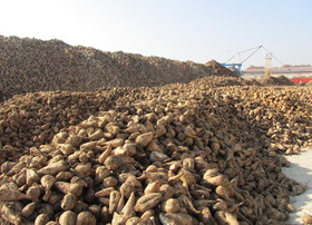 خرید یک میلیون و 92 هزار تن چغندر قند در آذربایجان غربی
