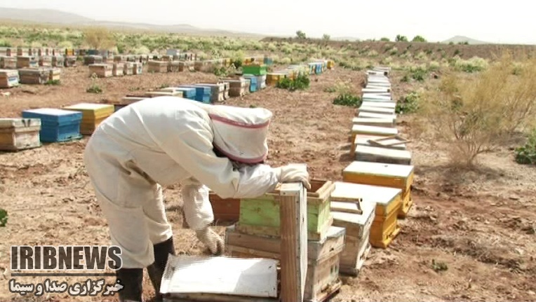 آغاز کوچ پاییزه زنبورهای عسل در خراسان جنوبی
