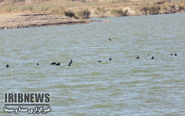 آغاز طرح مراقبت آنفلوآنزای فوق حاد پرندگان در تالاب کجی