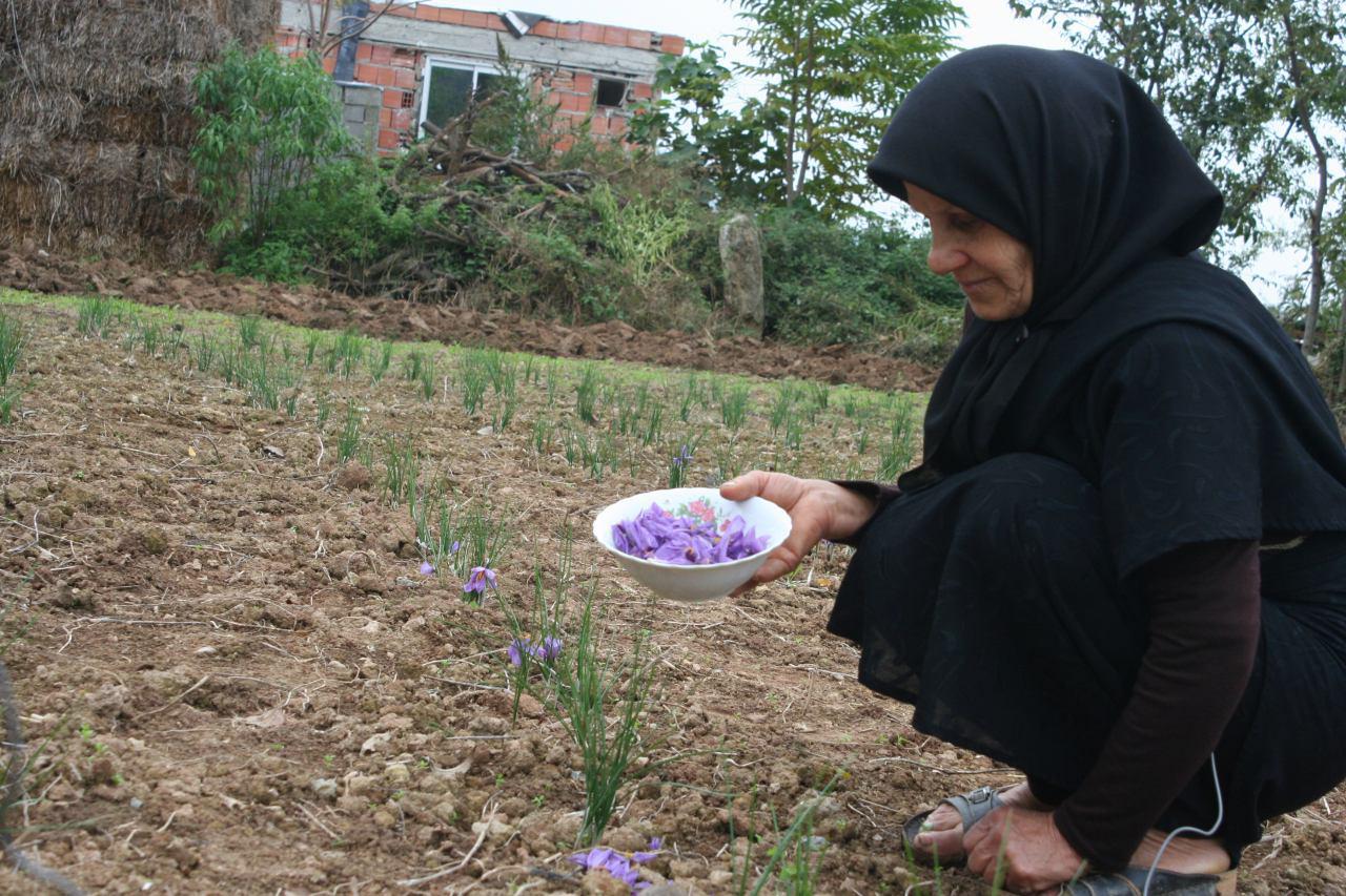 برداشت موفق زعفران در زمین های شیبدار گلوگاه