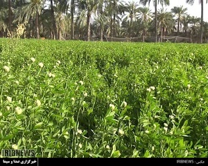 کاهش سطح کشت شبدر در قصرقند