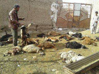 تلف شدن 30 رأس گوسفند بر اثر حمله سگهای ولگرد در نهبندان