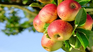 برداشت45 هزار تن سیب درختی در چهارمحال و بختیاری