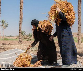 برداشت بیش از 2 هزار تن خرما از نخلستان های قصرشیرین