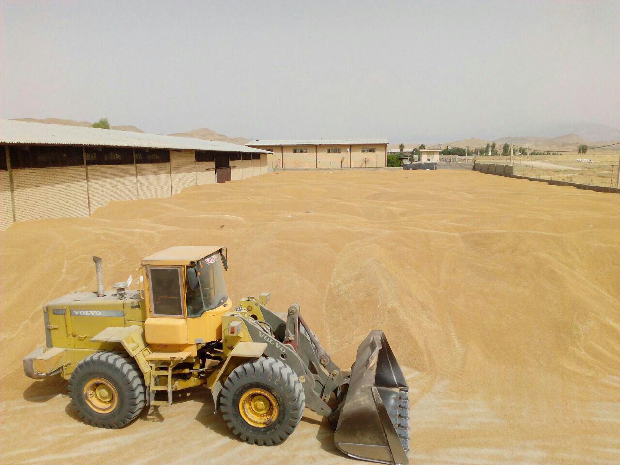 تولید 10هزار تن بذر گندم در استان
