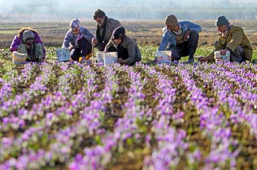 افزایش 25درصدی سطح زیرکشت زعفران در مزارع قوچان