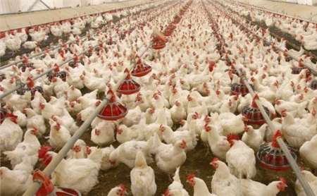 هشدار دامپزشکی برای پیشگیری از آنفلوآنزای فوق حاد پرندگان