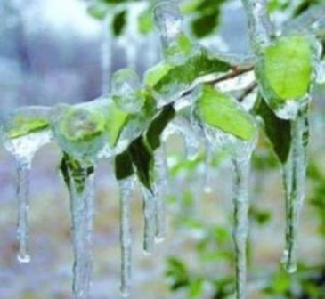 خسارت 7 هزار میلیارد ریالی سرمای آذرماه به بخش کشاورزی خراسان رضوی