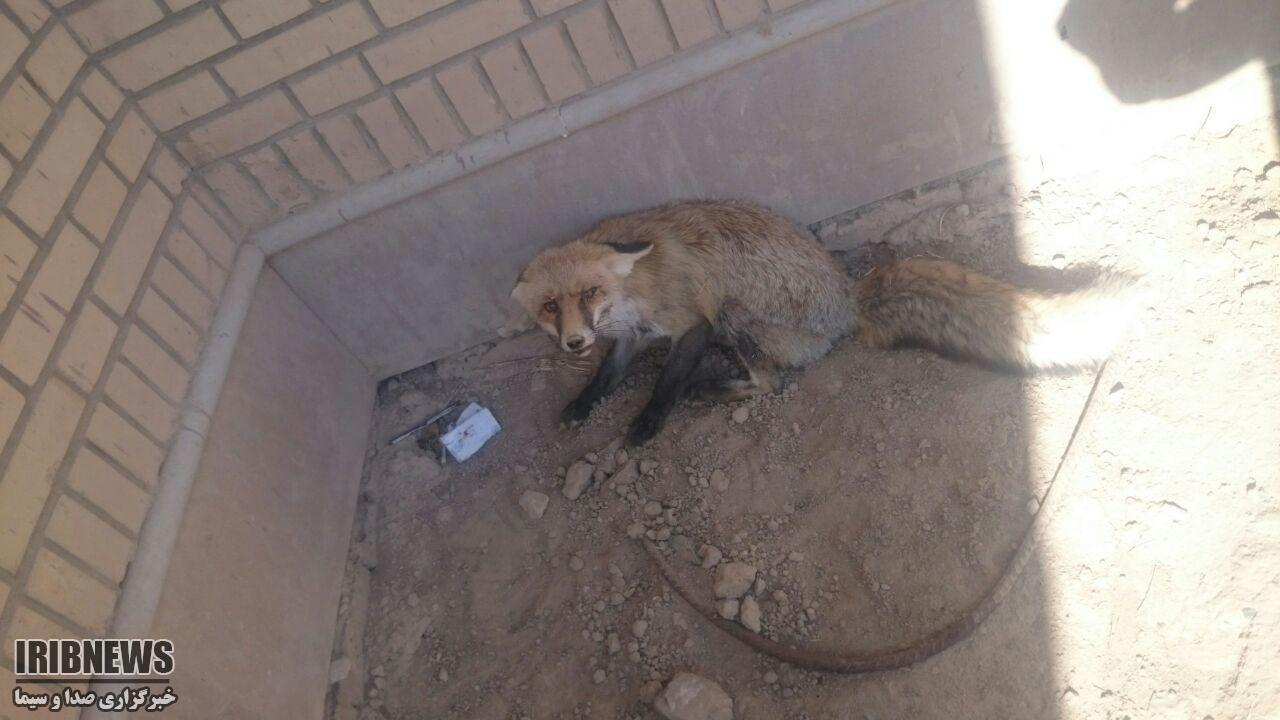 نجات یک قلاده روباه گرفتار در شهرک سنگ نی ریز