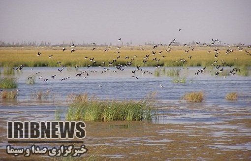 احیای دوباره تالاب بین المللی ' قوپی باباعلی ' مهاباد