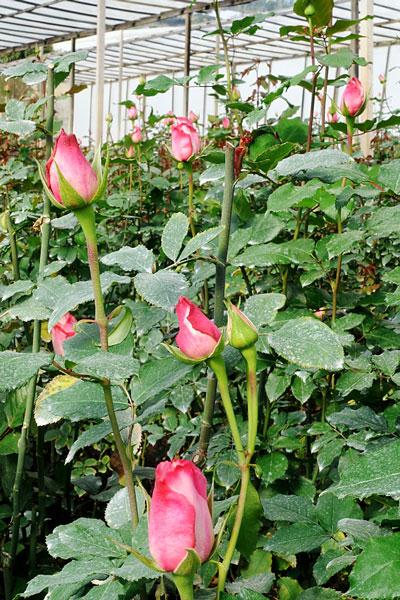 تولید سالانه 14میلیون شاخه گل رز هلندی از گلخانه های کهگیلویه وبویراحمد