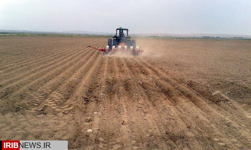 110 هکتار از مزارع گرمسیری استان زیر کشت چغندر پاییزه