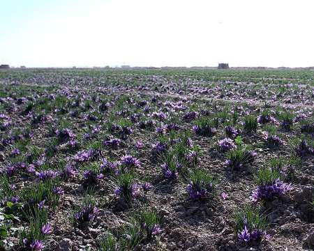 خسارت 36 میلیارد ریالی سرما به مزارع زعفران گناباد