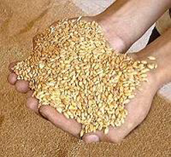 توزیع حدود 2 هزار تن گندم بذری گواهی شده بین کشاورزان گچساران