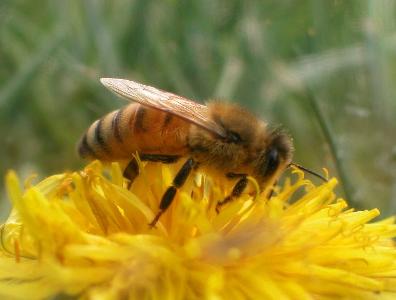 مبارزه همگانی و منسجم با آفات زنبور عسل در کشور
